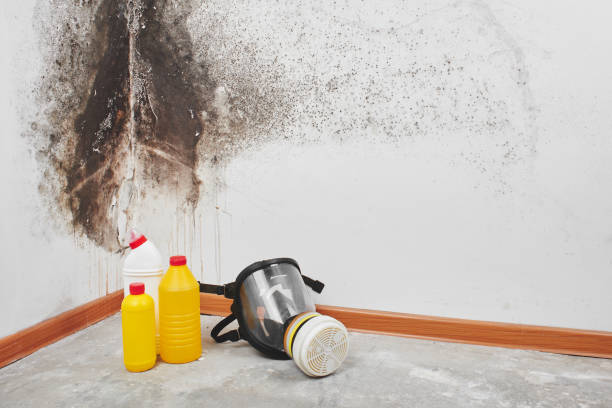 Best Attic Mold Removal  in Warwick, RI