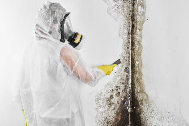 Best Fast Mold Removal  in Warwick, RI