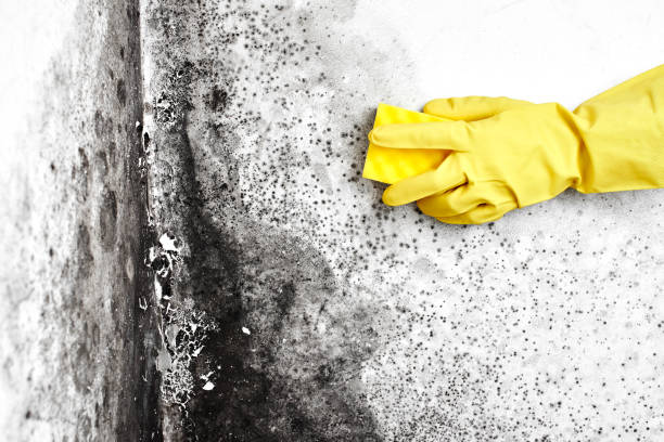 Best Best Mold Removal Companies  in Warwick, RI