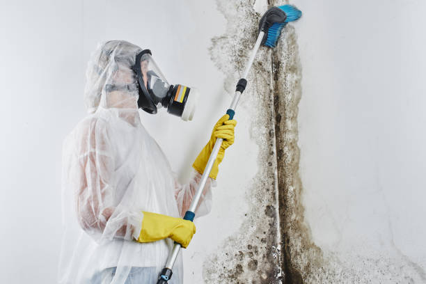 Best Mold Damage Repair  in Warwick, RI