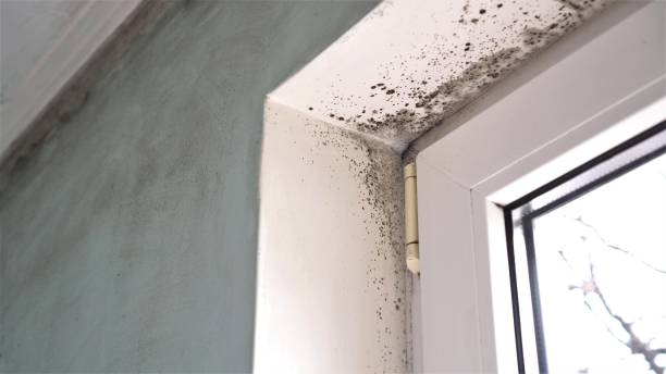 Best Mold Testing  in Warwick, RI