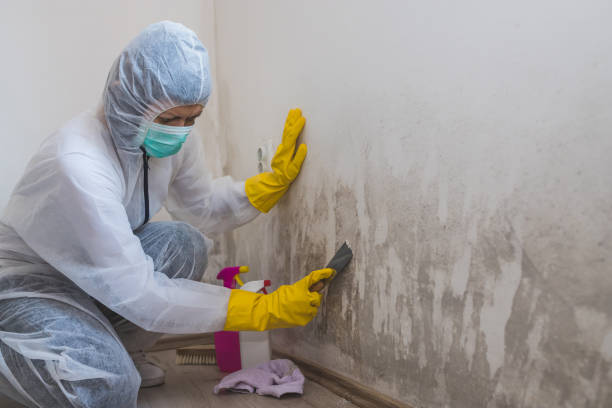 Best Certified Mold Removal  in Warwick, RI