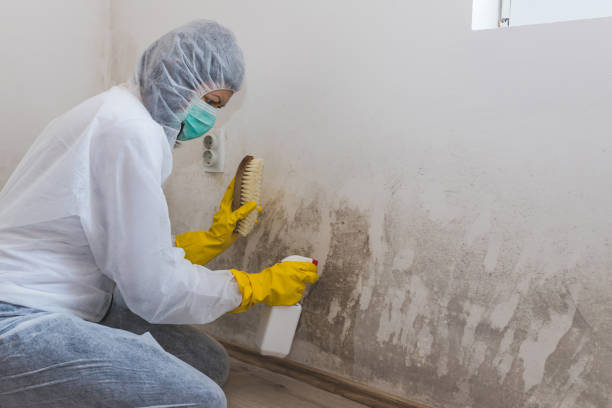 Best Home Mold Removal  in Warwick, RI