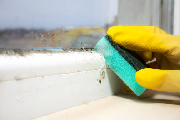 Best Mold Damage Repair  in Warwick, RI