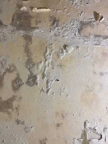 Reliable Warwick, RI Mold Removal Solutions