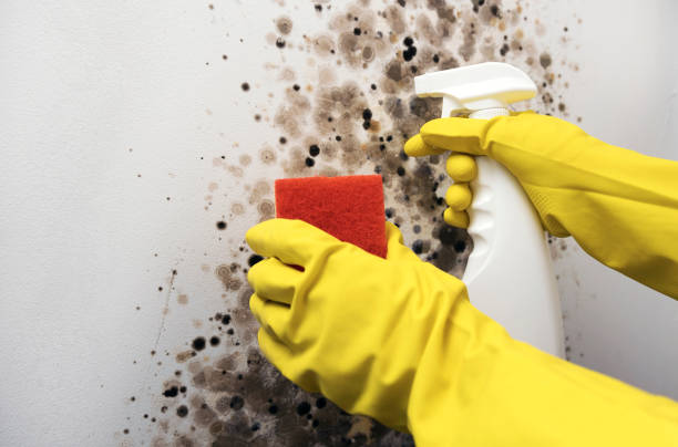 Best Crawl Space Mold Removal  in Warwick, RI