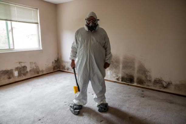 Best Local Mold Removal Service  in Warwick, RI