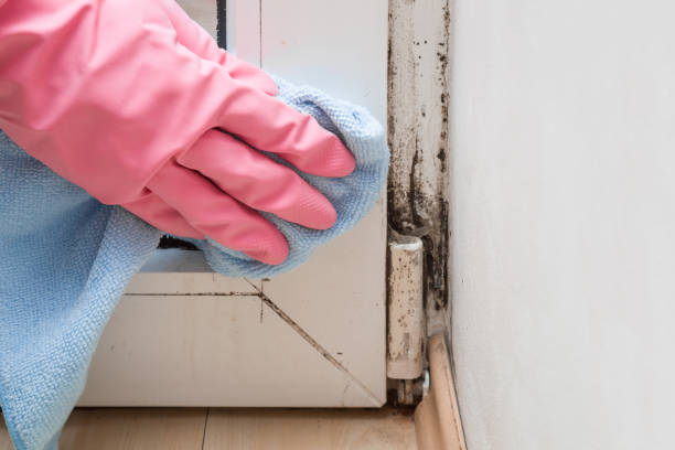 Office Mold Removal Services in Warwick, RI