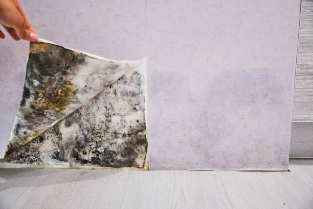 Best Same-Day Mold Removal  in Warwick, RI